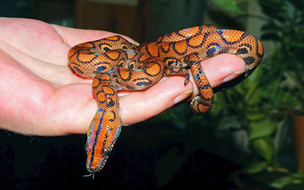 O que significa Sonhar com Cobra Pequena? Interpretações e simbolismos 5 Sonho com cobra pequena