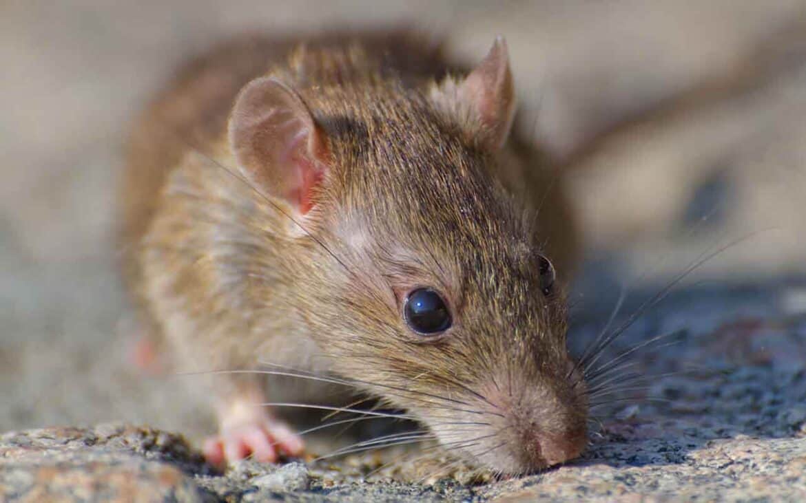 Sonhar com Rato Grande: É bom ou ruim? Qual o significado?