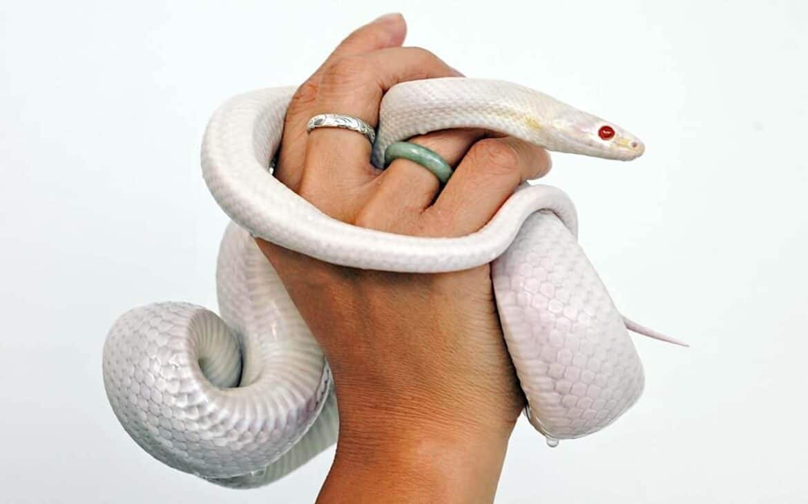Sonhar com Cobra Branca: É bom ou ruim? Qual o significado?