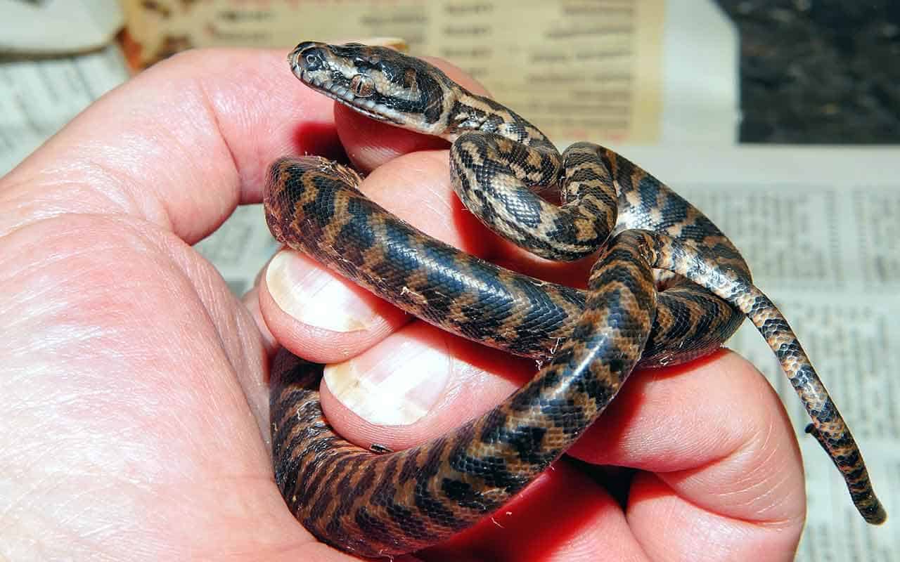 O que significa Sonhar com Cobra Pequena? Interpretações e simbolismos 4 Sonhos com cobra pequena