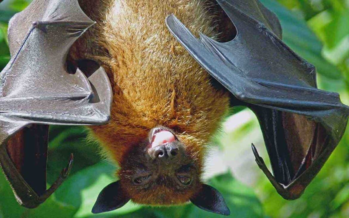 Sonhar com Morcego: É bom ou ruim? Quais os significados?