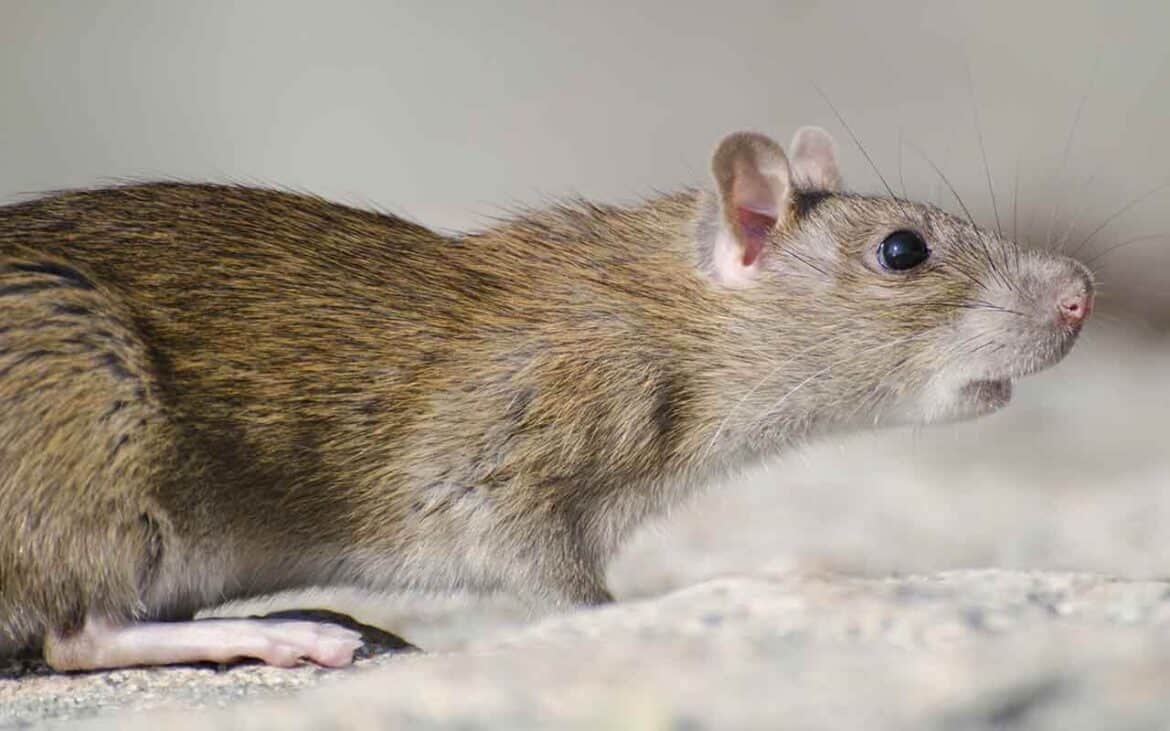 Sonhar com Rato Grande: É bom ou ruim? Qual o significado?