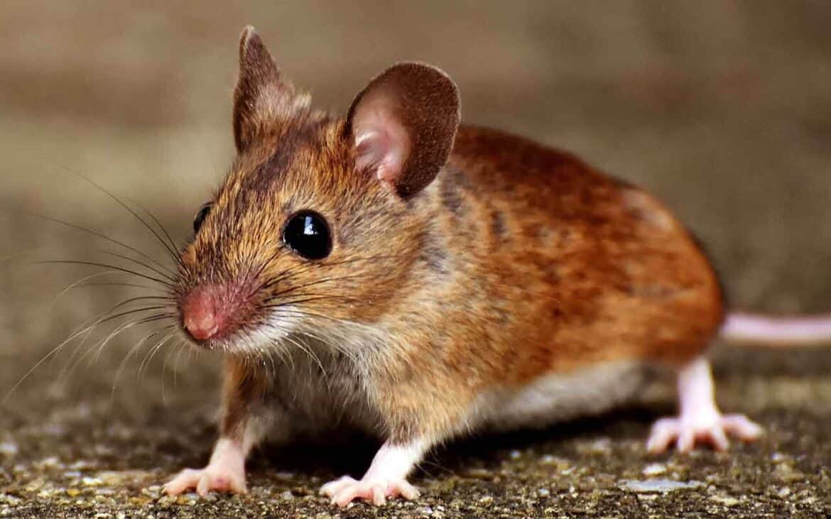 Sonhar com Rato Vivo: É bom ou ruim? Quais os significados?