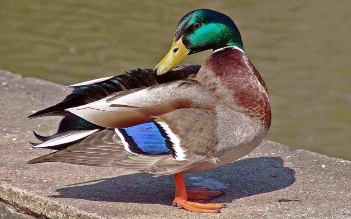 Sonhar com Pato: É bom ou ruim? Quais os significados?