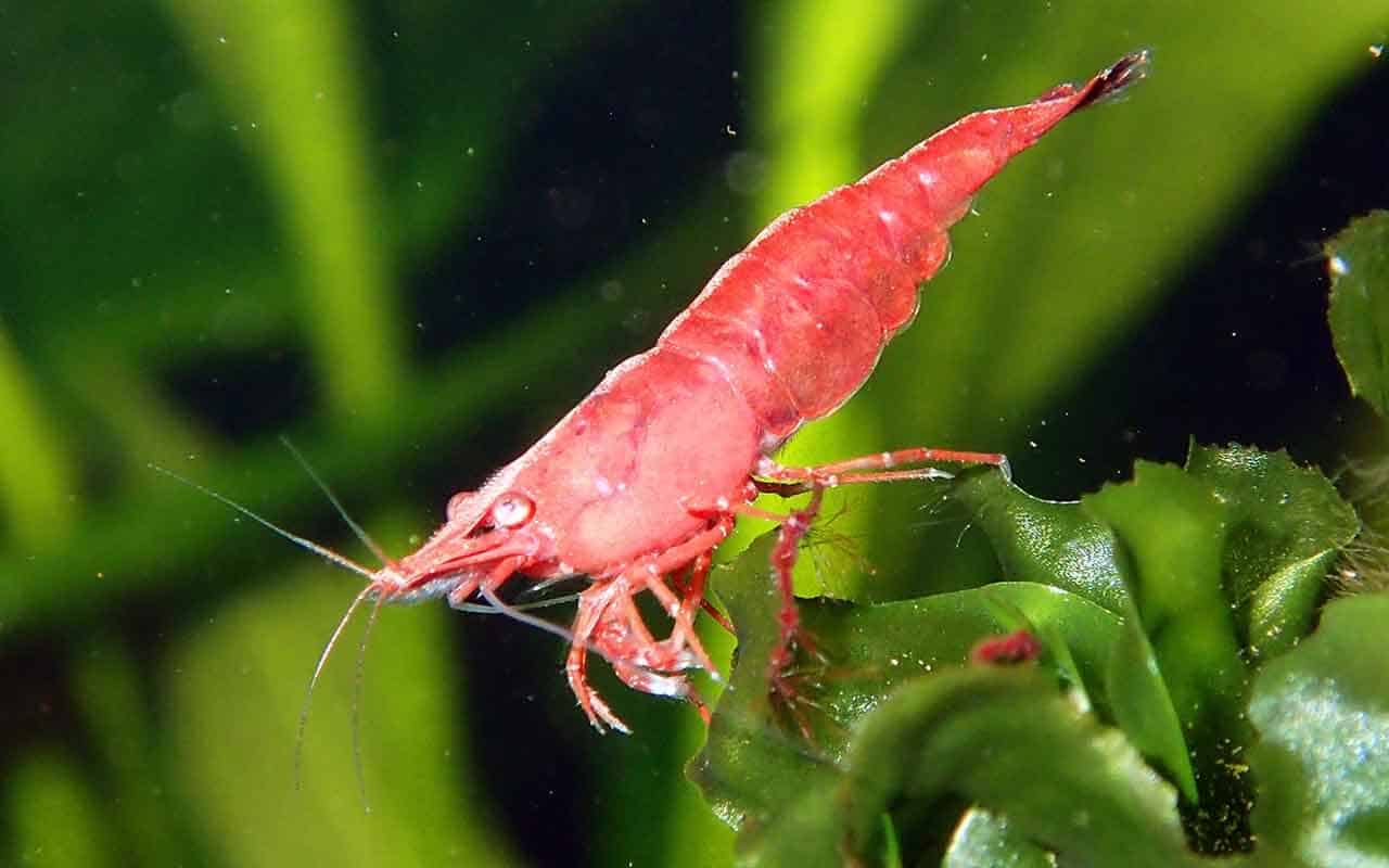 O que significa Sonhar com Camarão? Veja interpretações e simbolismos 4 Sonhar com camarão