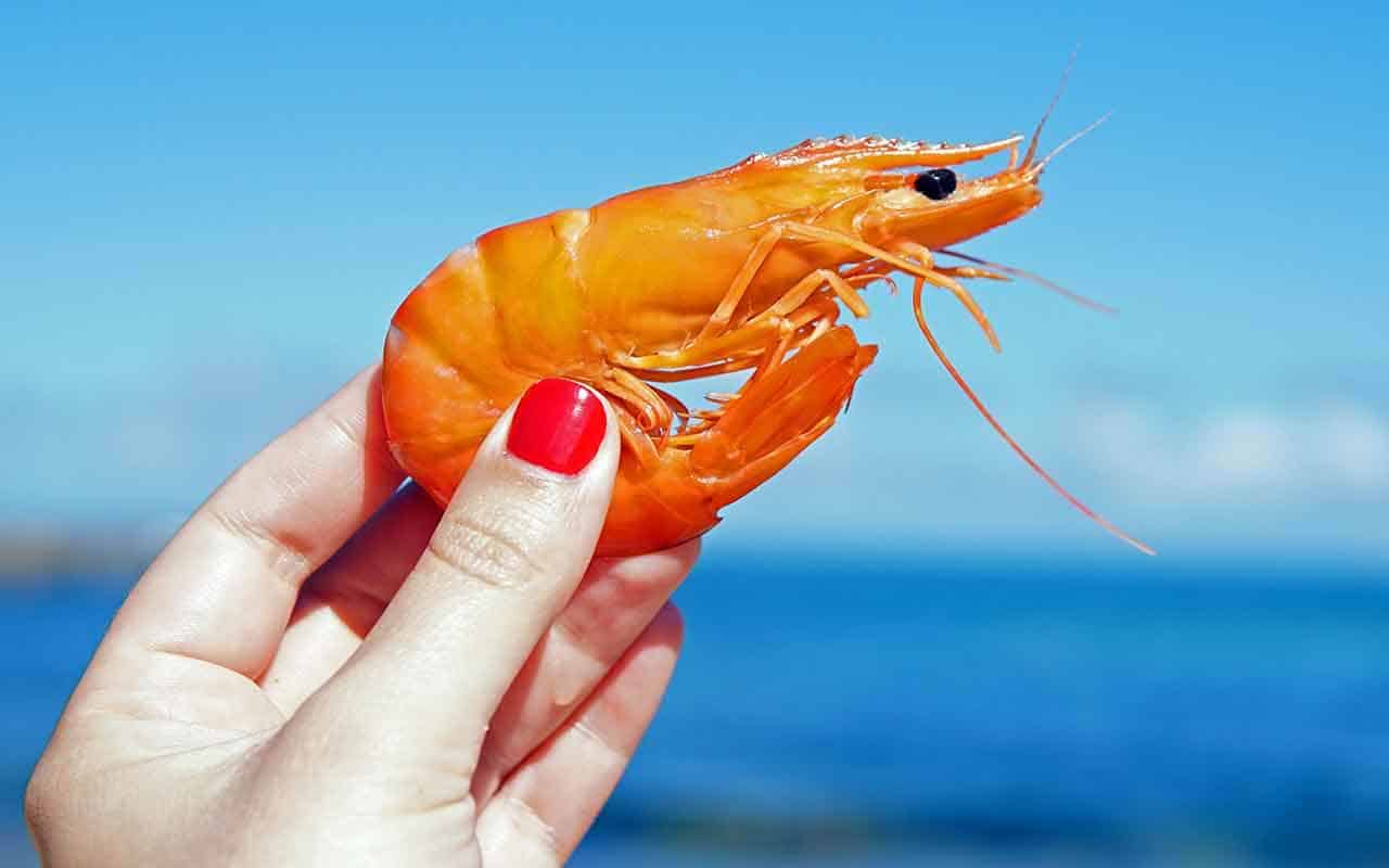 O que significa Sonhar com Camarão? Veja interpretações e simbolismos 3 Sonhos com camarão