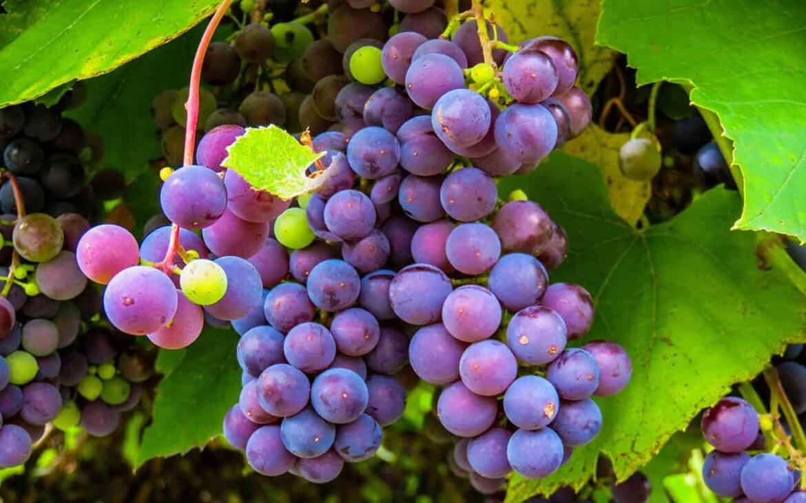 Sonhar com Uva: É bom ou ruim? Quais os significados?