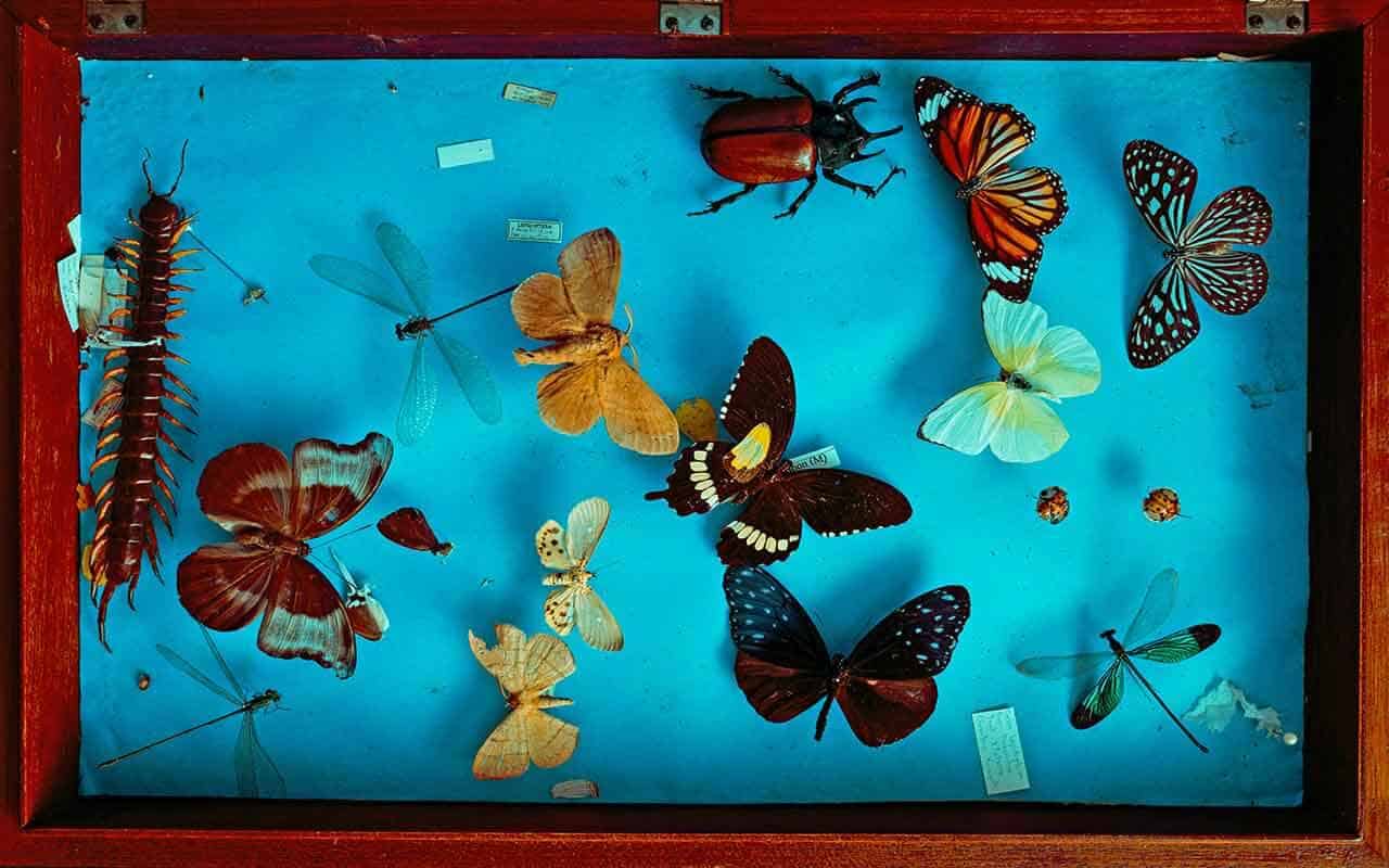 O que significa Sonhar com Insetos? Veja interpretações e simbolismos 4 Sonhos com Insetos