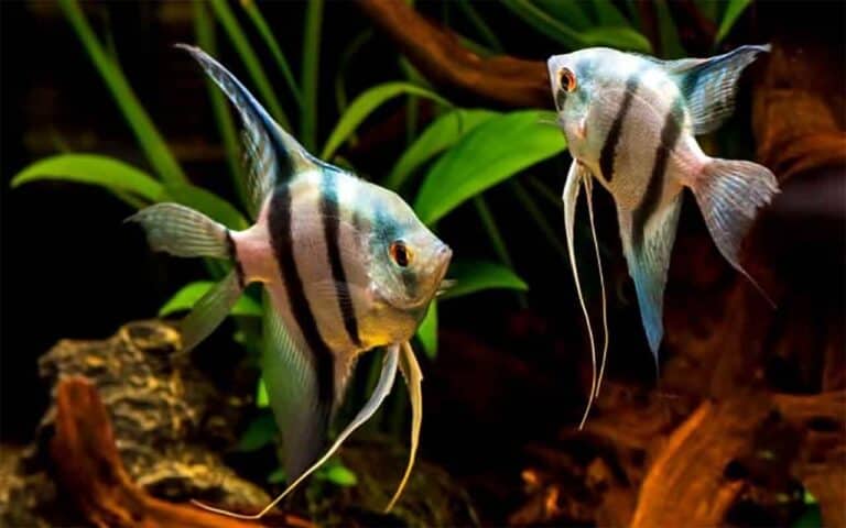 Peixe Acará Bandeira: Dicas, cuidados, tudo sobre a espécie