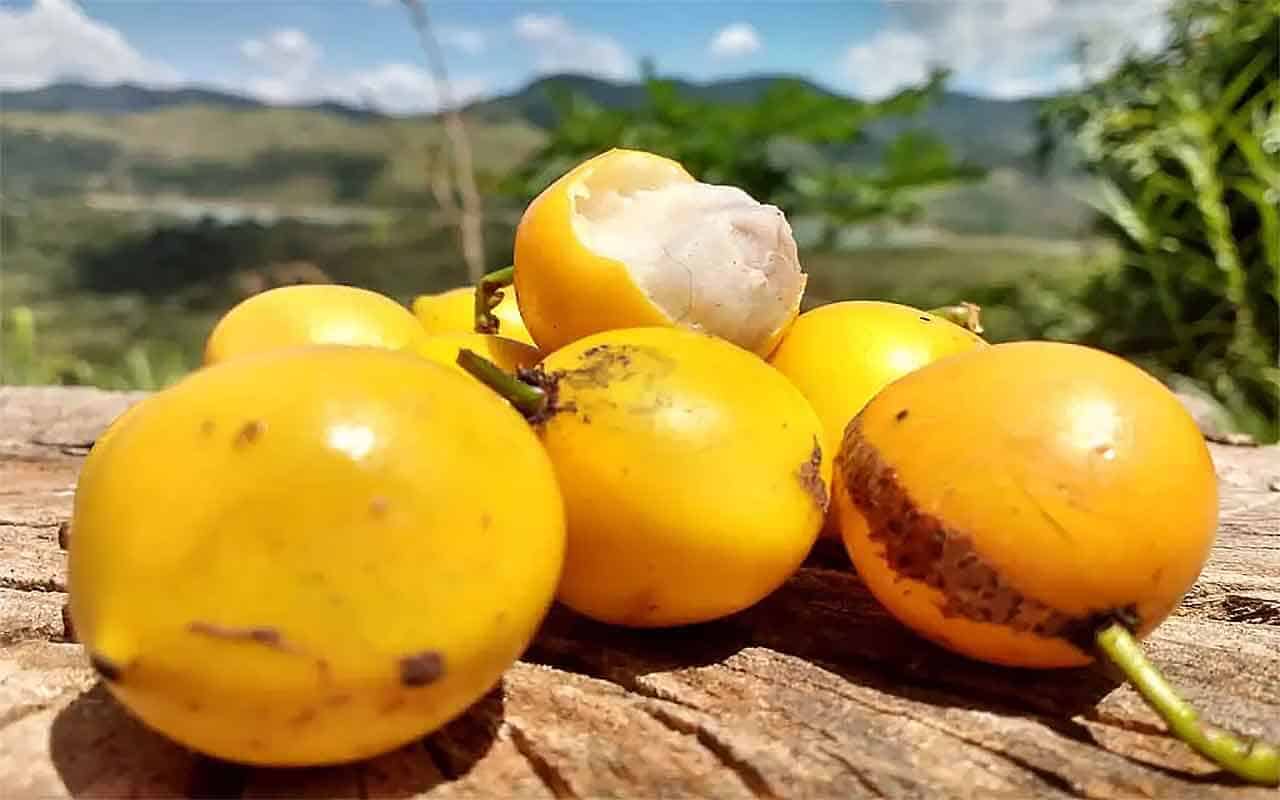 Bacupari: fruto maravilhoso guia completo usos medicinais e culinários 4 Bacupari Fruta