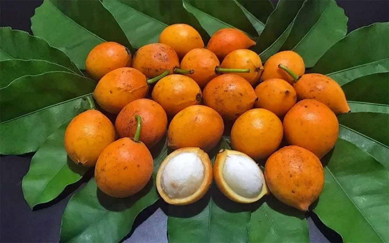 Bacupari: fruto maravilhoso guia completo usos medicinais e culinários 5 Bacupari - Garcinia Gardneriana
