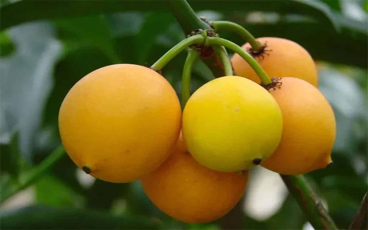 Bacupari: fruto maravilhoso guia completo usos medicinais e culinários 3 Bacupari