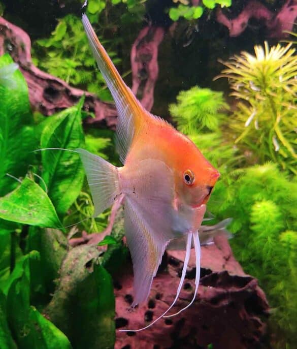 Peixe Acará Bandeira: Dicas, cuidados, tudo sobre a espécie