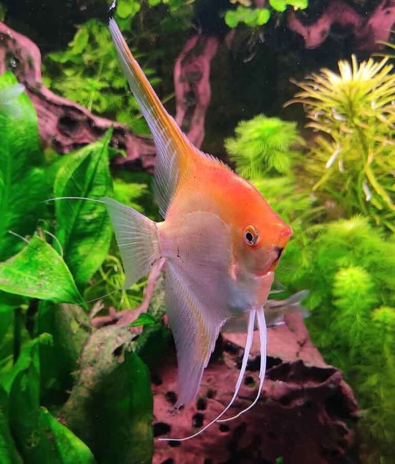 Peixe Acará Bandeira: Dicas, cuidados, tudo sobre a espécie