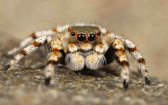 Sonhar com Aranha Caranguejeira: É bom ou ruim? Significados