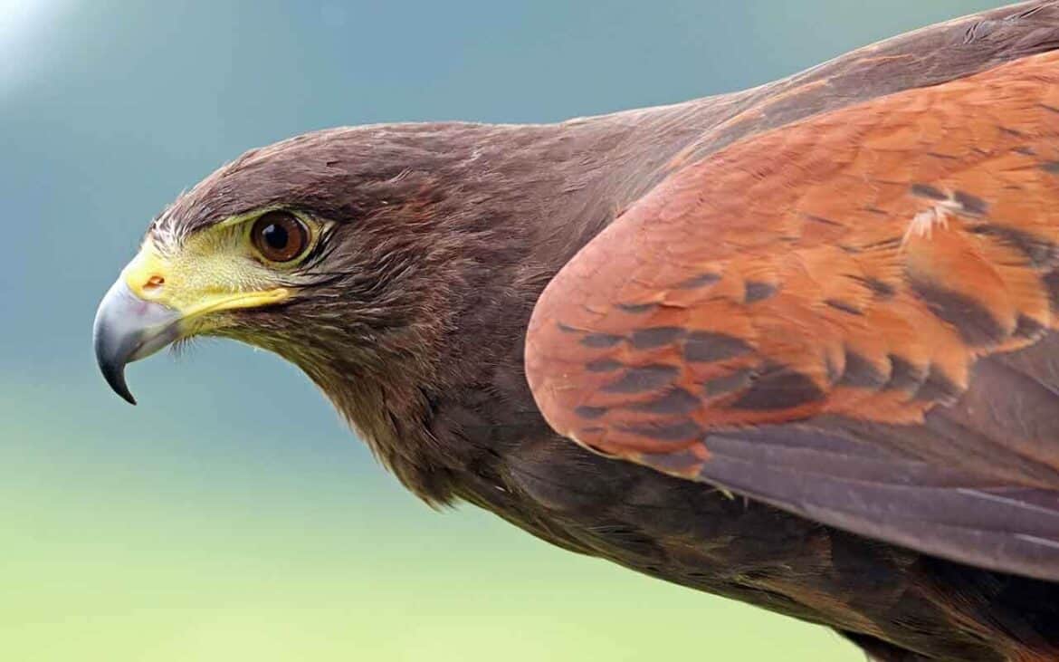 Sonhar com Gavião: É bom ou ruim? Quais os significados?