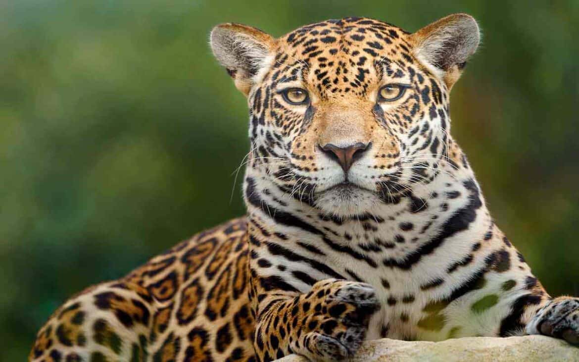 Sonhar com Onça Pintada: É bom ou ruim? Qual o significado?