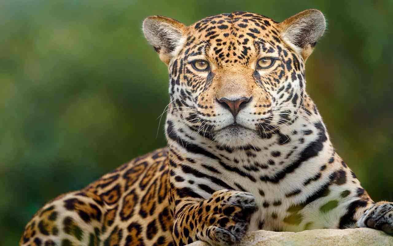 O que significa Sonhar com Onça Pintada? Interpretações e simbolismos 4 Sonho com Onça Pintada