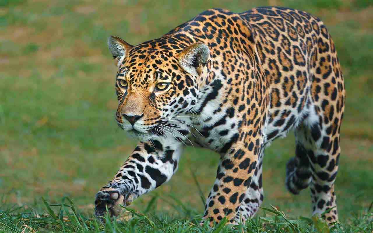 O que significa Sonhar com Onça Pintada? Interpretações e simbolismos 5 Sonhos com Onça Pintada