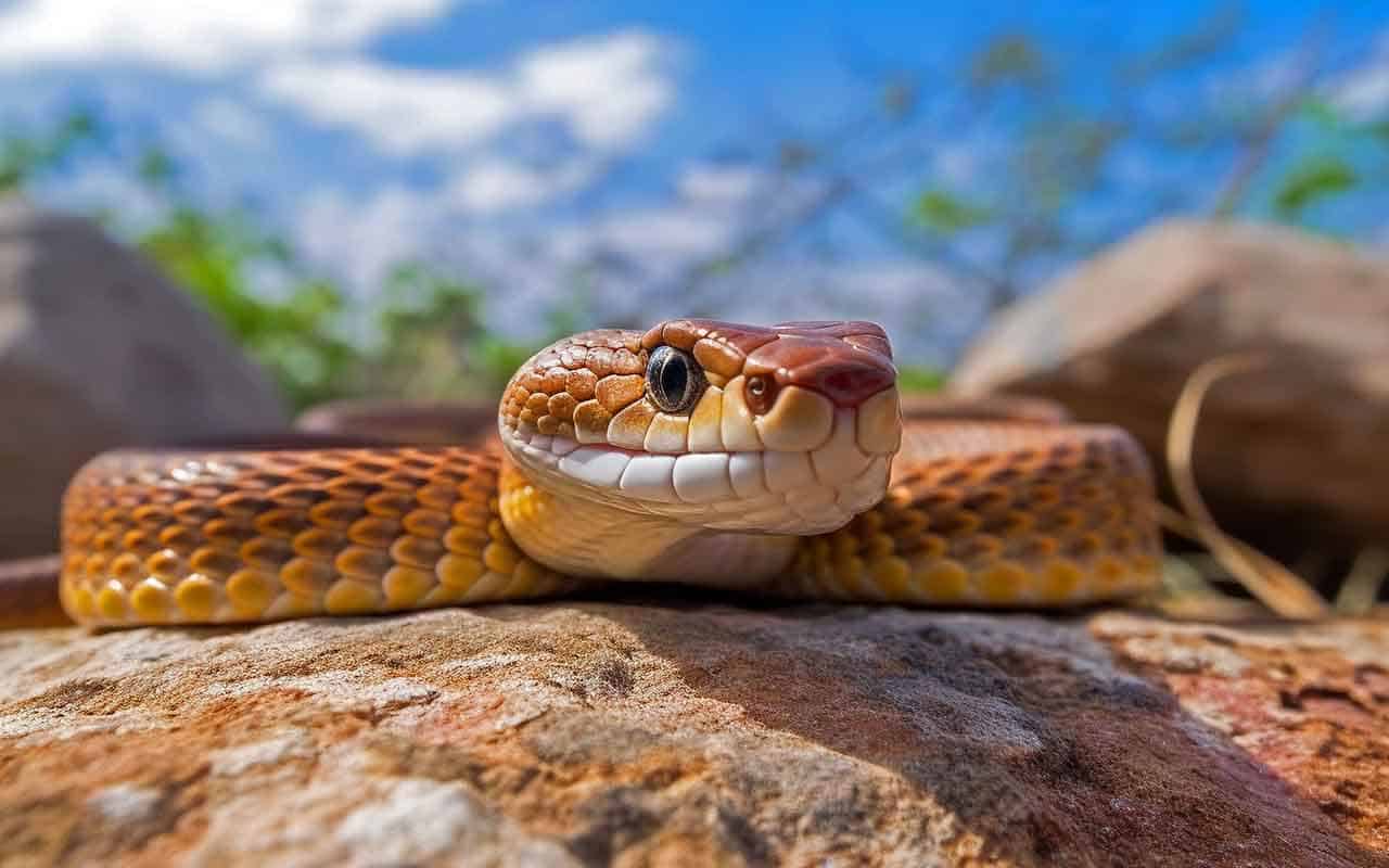 Sonho matando cobra